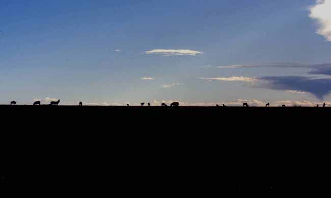 Amboseli National Park